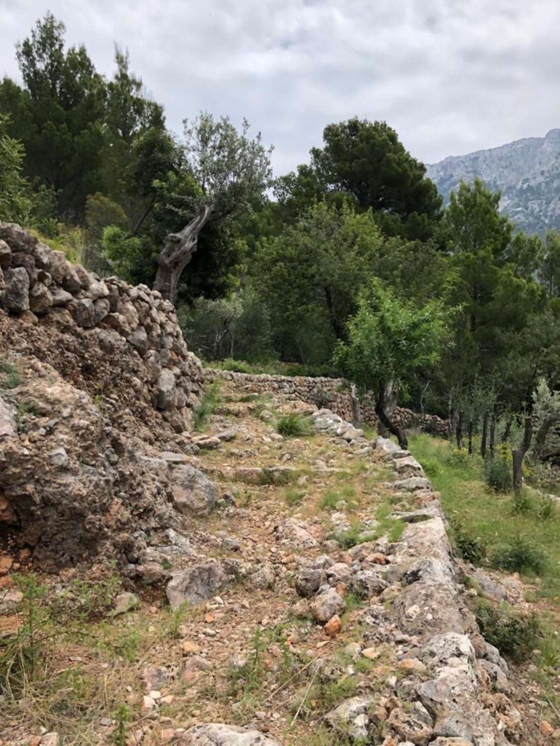 Terrain rustique à vendre à Soller