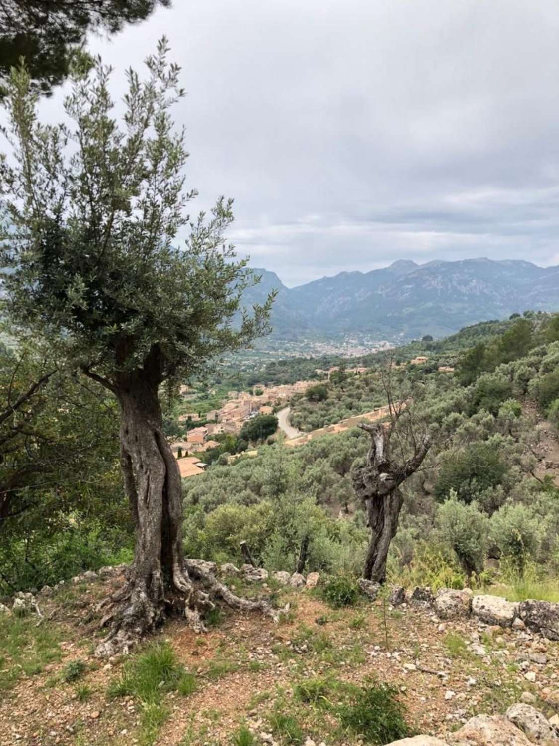 Rustic Plot for sale in Soller