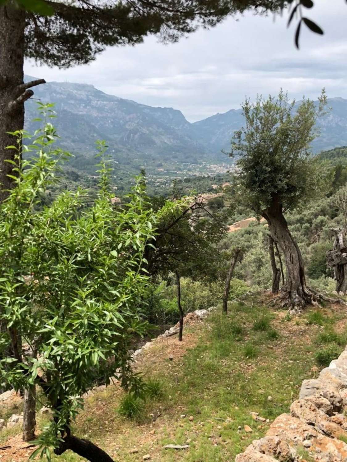 Rustic Plot for sale in Soller