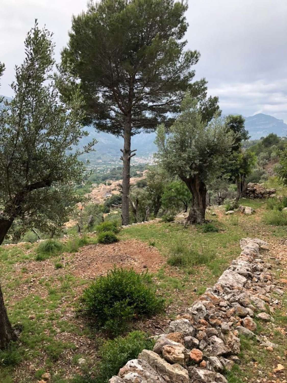 Terrain rustique à vendre à Soller